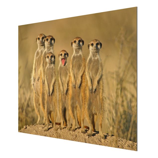Wandbilder Afrika Meerkat Family Panorama