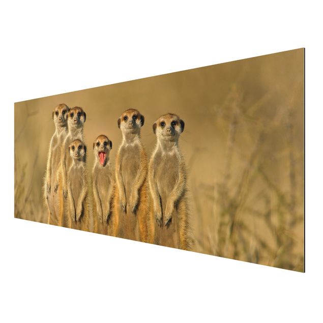 Wandbilder Afrika Meerkat Family Panorama