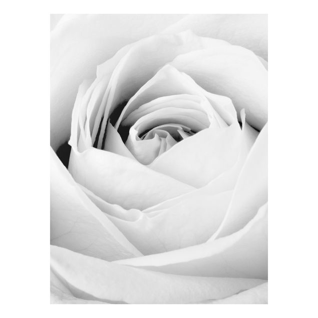 Wandbilder Floral Close Up Rose