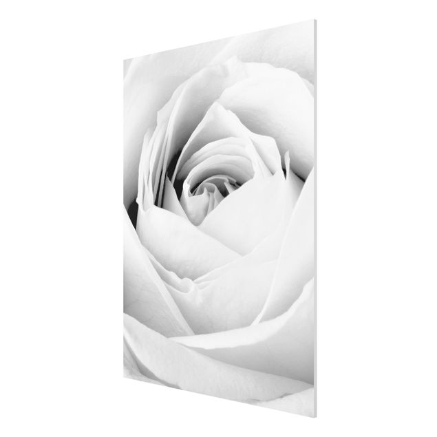 Wandbilder Blumen Close Up Rose