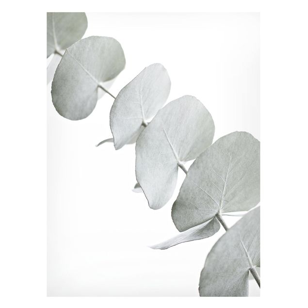 Magnettafel Blume Eukalyptuszweig im Weißen Licht