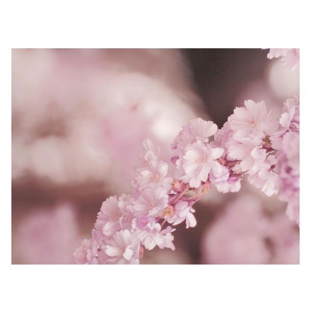 Magnettafel - Kirschblüte im Violetten Licht - Querfromat 4:3