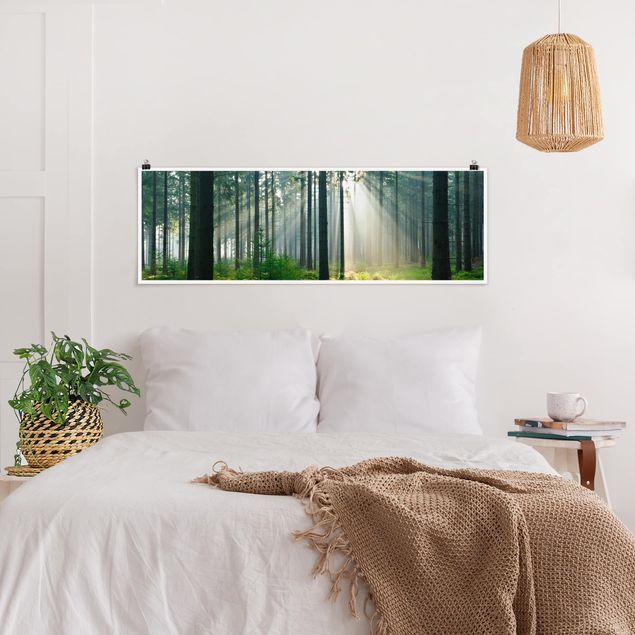 Wandbilder Bäume Enlightened Forest