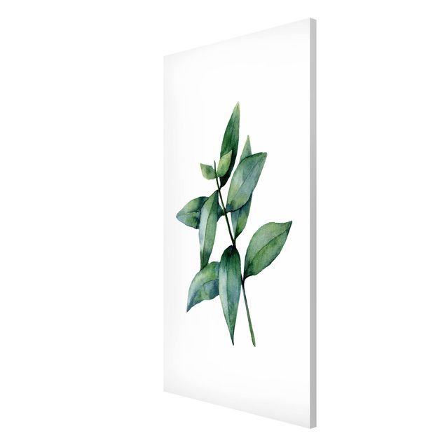 Wandbilder Floral Aquarell Eucalyptus III
