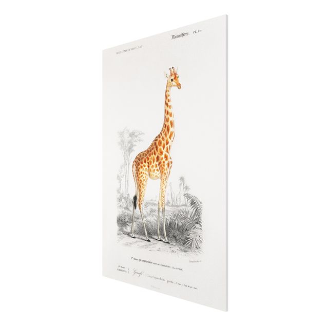 Wandbilder Afrika Vintage Lehrtafel Giraffe