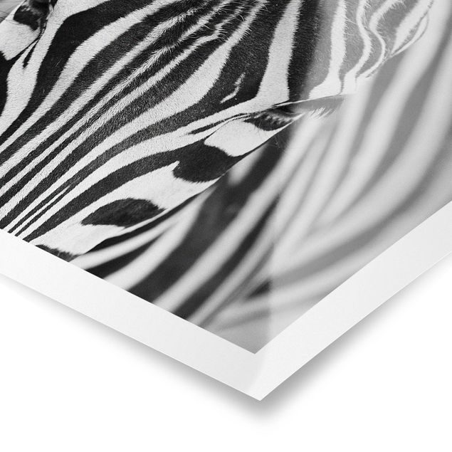 Wandbilder Schwarz-Weiß Zebra Look
