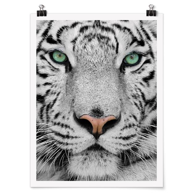 Poster Tiere Weißer Tiger