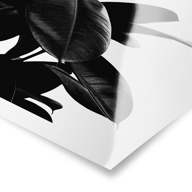 Kubistika Bilder Gummibaum Blätter Schwarz Weiß