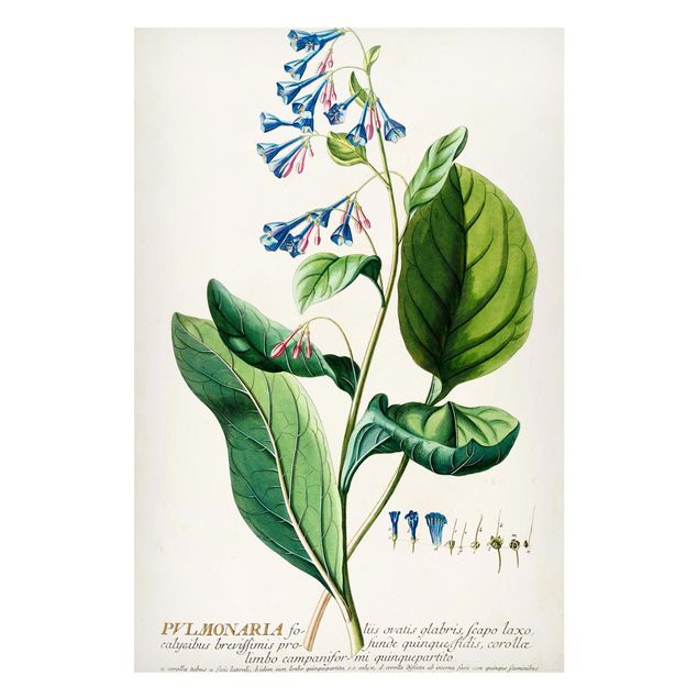 Magnettafeln Blumen Vintage Botanik Illustration Lungenkraut