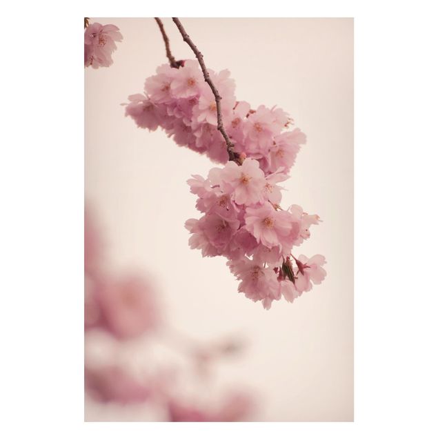 Magnettafel - Zartrosane Frühlingsblüte mit Bokeh - Hochformat 2:3