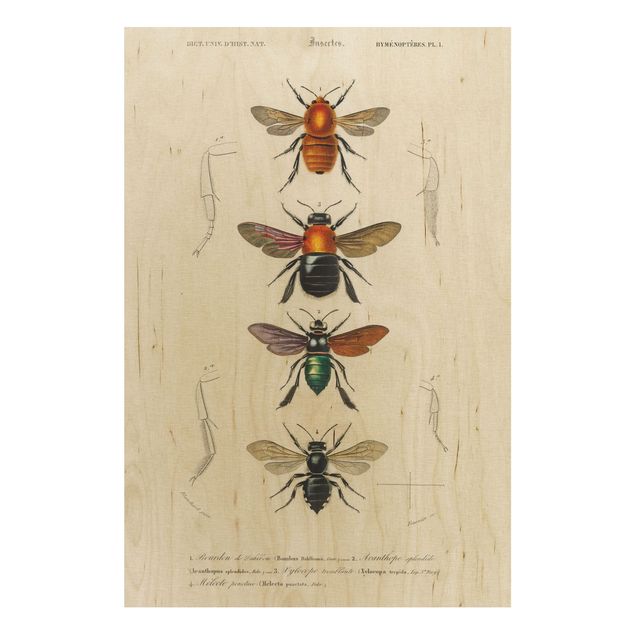 Vintage Bilder Holz Vintage Lehrtafel Insekten