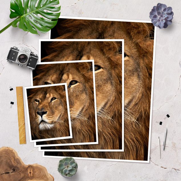 Poster kaufen Löwenblick