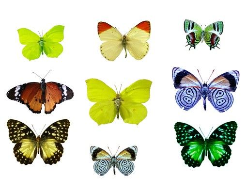 Fensterbilder Tiere Schmetterlinge Set1