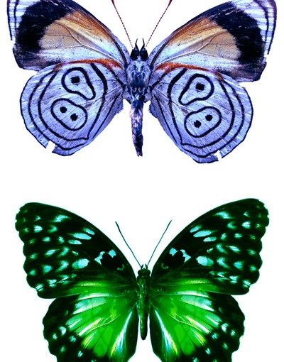 Klebefolien Schmetterlinge Set1