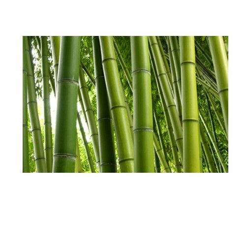 Klebefolien selbstklebend Bamboo