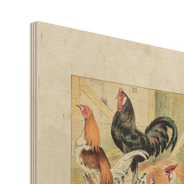 Holzbild - Vintage Lehrtafel Europäische Vögel - Hochformat 4:3