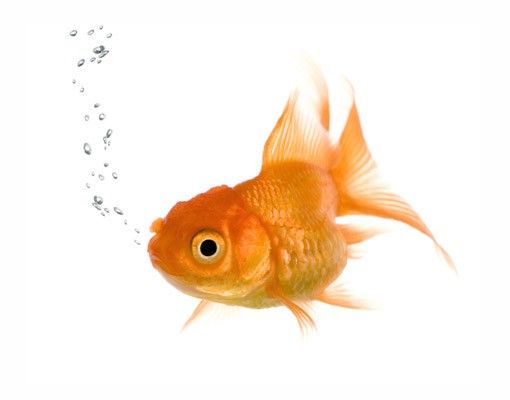 Fenstersticker Tiere One Flying Goldfish