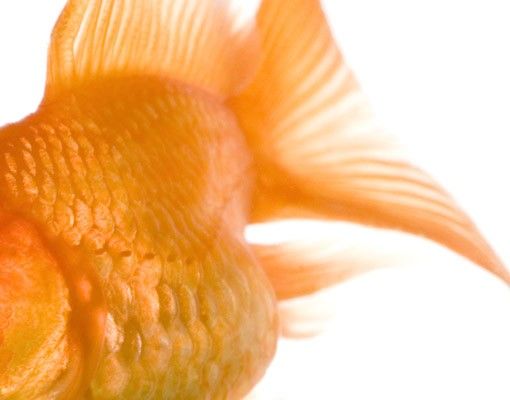 Klebefolien selbstklebend One Flying Goldfish