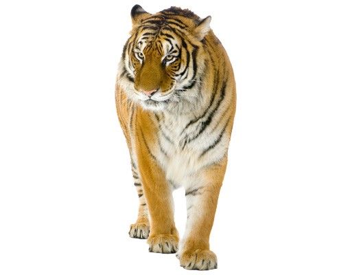 Wandtattoo Afrika No.128 Indischer Tiger