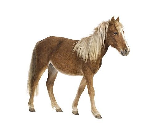 Tier Wandtattoo No.136 Pony