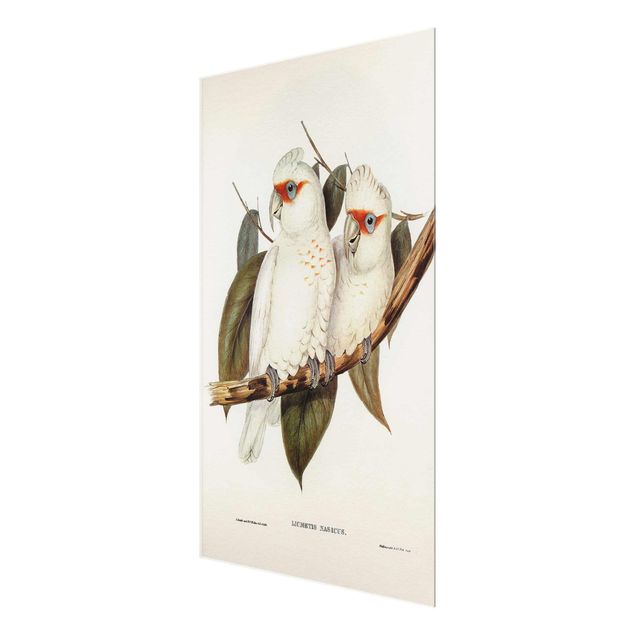 Bilder auf Glas Vintage Illustration Weißer Kakadu
