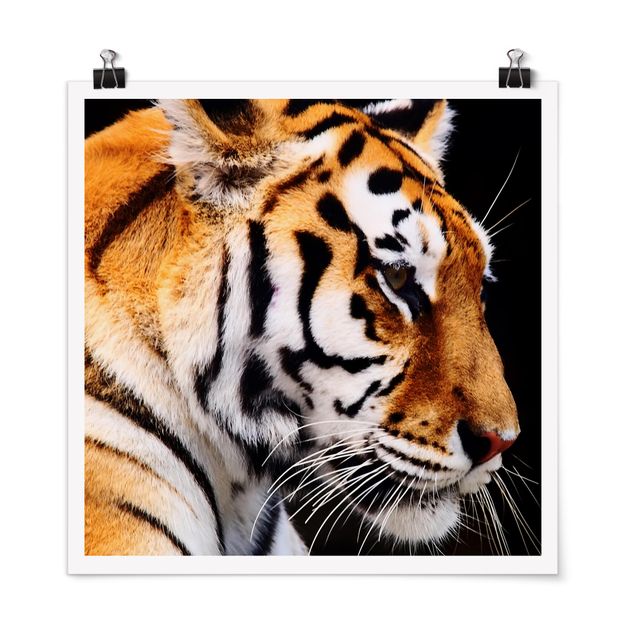 Poster Tiere Tiger Schönheit