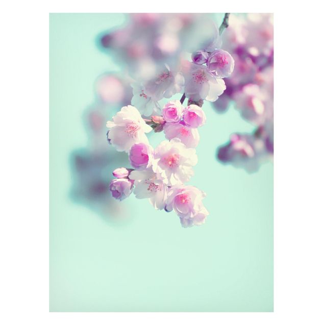Magnettafel Blume Farbenfrohe Kirschblüten