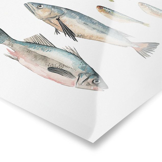 Bilder Sieben Fische in Aquarell II