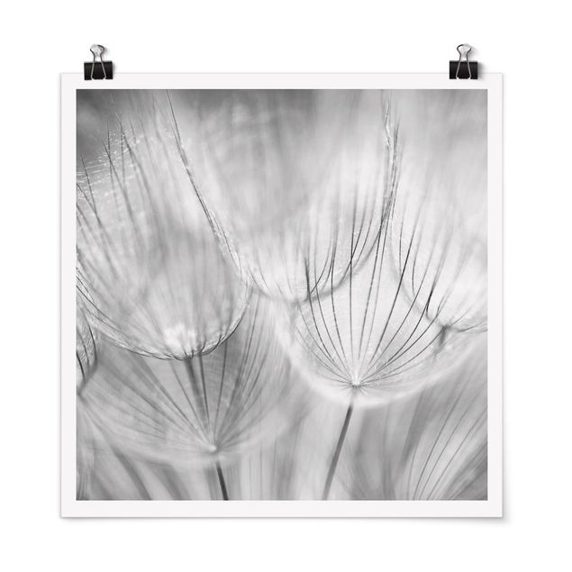 Poster Blumen Pusteblumen Makroaufnahme in schwarz weiß