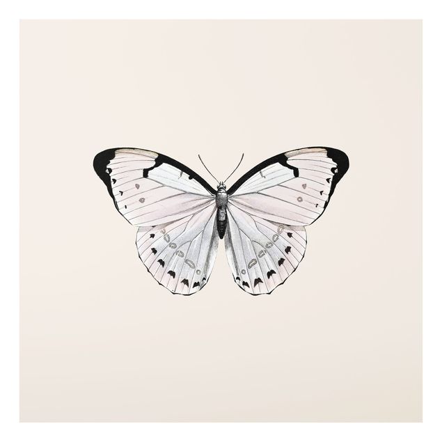Spritzschutz Glas - Schmetterling auf Beige - Quadrat 1:1