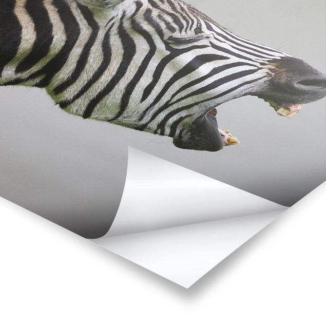 Poster kaufen Brüllendes Zebra