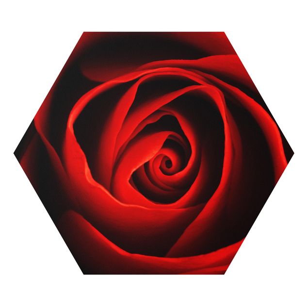 Forex Bilder Liebliche Rose