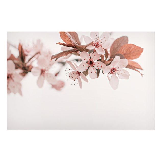 Magnettafel Blume Zarte Kirschblüten am Zweig