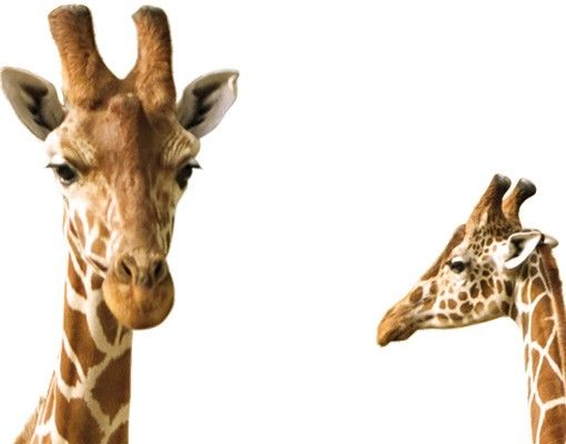 selbstklebende Klebefolie Zwei Giraffen