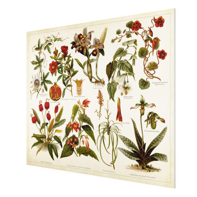 Wandbilder Floral Vintage Lehrtafel Tropische Botanik II
