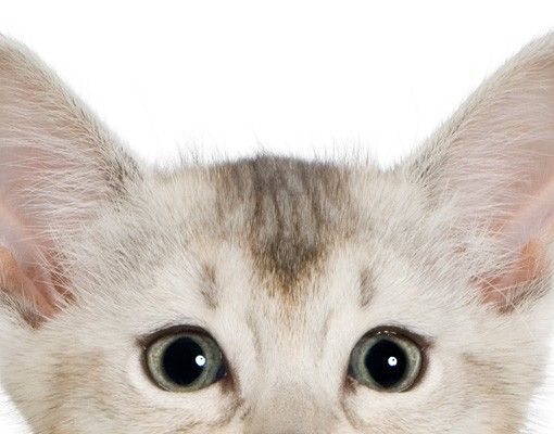 Klebefolien Katzen mit Hundeblick