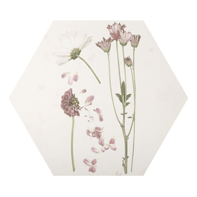 schöne Bilder Herbarium in rosa II
