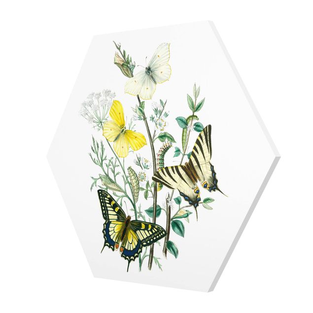 Foto auf Hartschaumplatte Britische Schmetterlinge III