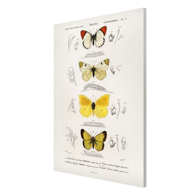 Magnettafel Tiere Vintage Lehrtafel Schmetterlinge II