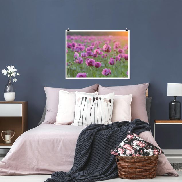 Blumen Poster Violette Schlafmohn Blumenwiese im Frühling