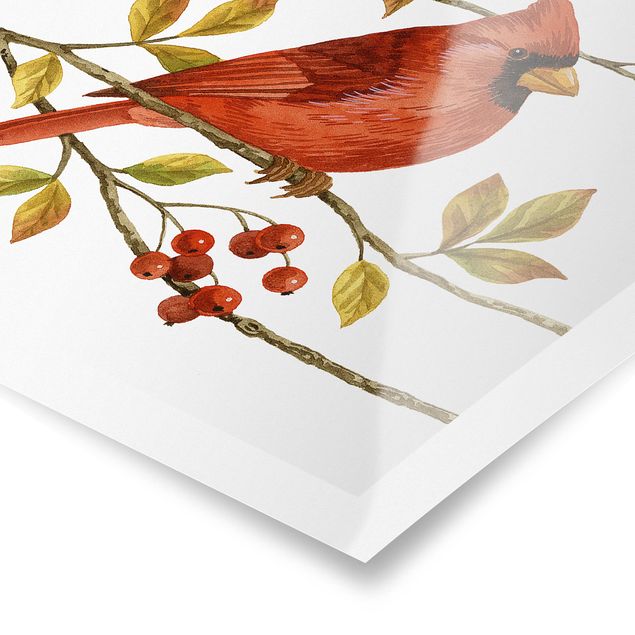 Bilder Vögel und Beeren - Rotkardinal
