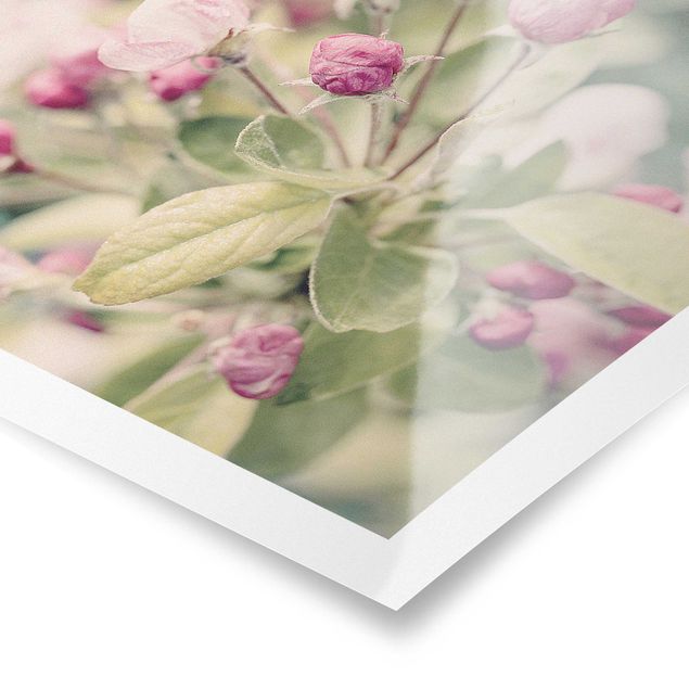 Andrea Haase Bilder Apfelblüte Bokeh rosa
