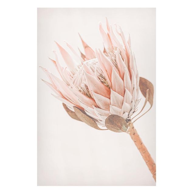 Magnettafeln Blumen Protea Königin der Blüten
