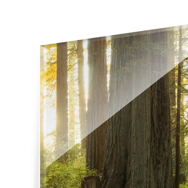Rainer Mirau Bilder Redwood National Park