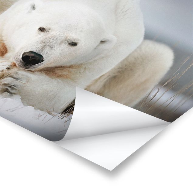 Poster Nachdenklicher Eisbär