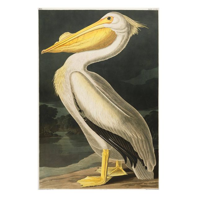 Magnettafeln Tiere Vintage Lehrtafel Weißer Pelikan