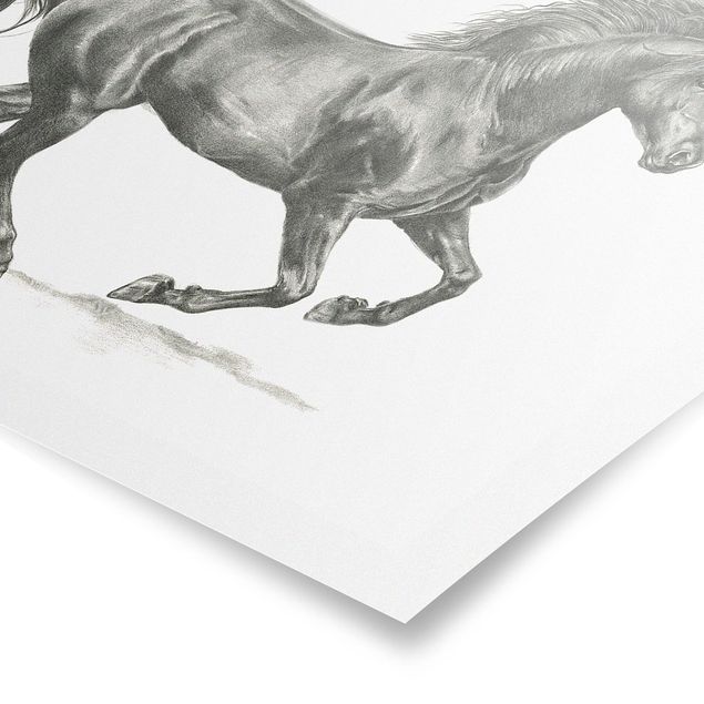 Wandbilder Modern Wildpferd-Studie - Hengst