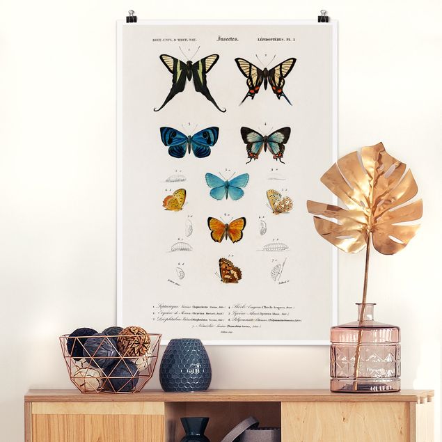 Wanddeko Küche Vintage Lehrtafel Schmetterlinge I
