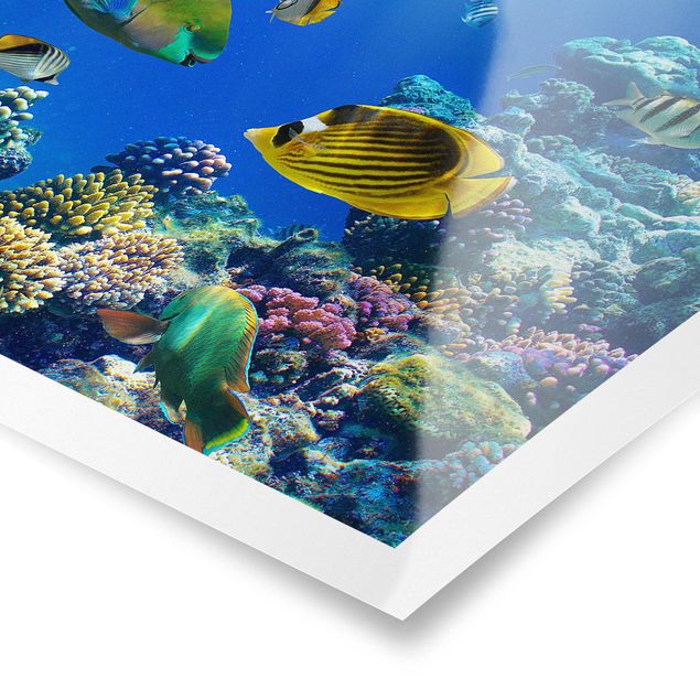 Poster Tiere Underwater Lights