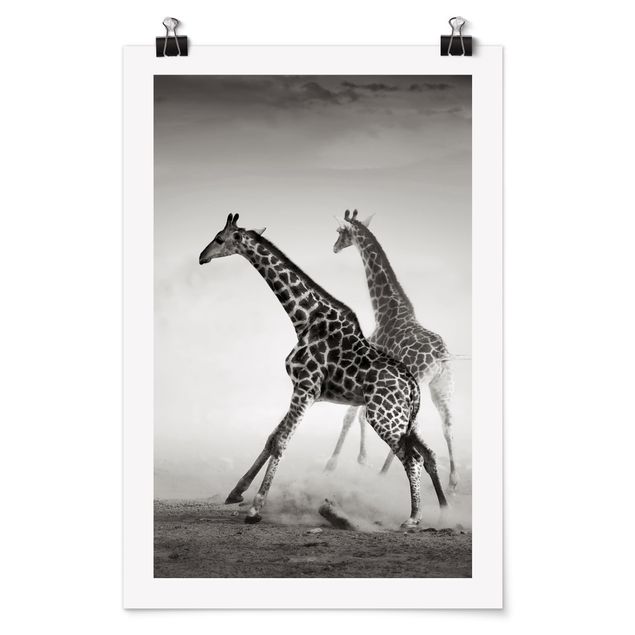Poster Tiere Giraffenjagd
